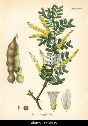 Gum Acacia oder Gummiarabikum Baum, Acacia Senegal. Farblitho nach eine botanische Illustration von Hermann Adolph Koehler Heilpflanzen, herausgegeben von Gustav Pabst, Köhler, Deutschland, 1887. Stockfoto