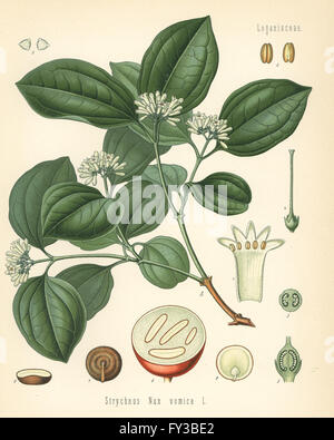 Strychnin Baum, Strychnos Nux-Vomica. Farblitho nach eine botanische Illustration von Hermann Adolph Koehler Heilpflanzen, herausgegeben von Gustav Pabst, Köhler, Deutschland, 1887. Stockfoto