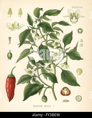 Chili-Pfeffer, Capsicum Annuum. Farblitho nach eine botanische Illustration von Hermann Adolph Koehler Heilpflanzen, herausgegeben von Gustav Pabst, Köhler, Deutschland, 1887. Stockfoto