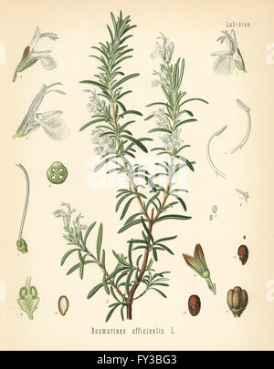 Rosmarin, Rosmarinus Officinalis. Farblitho nach eine botanische Illustration von Hermann Adolph Koehler Heilpflanzen, herausgegeben von Gustav Pabst, Köhler, Deutschland, 1887. Stockfoto