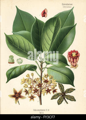 Kolanuss oder Kola Baum, Cola Acuminata. Farblitho nach eine botanische Illustration von Hermann Adolph Koehler Heilpflanzen, herausgegeben von Gustav Pabst, Köhler, Deutschland, 1887. Stockfoto