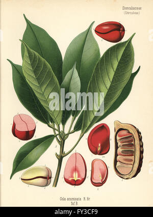 Kolanuss oder Kola Baum, Cola Acuminata. Farblitho nach eine botanische Illustration von Hermann Adolph Koehler Heilpflanzen, herausgegeben von Gustav Pabst, Köhler, Deutschland, 1887. Stockfoto