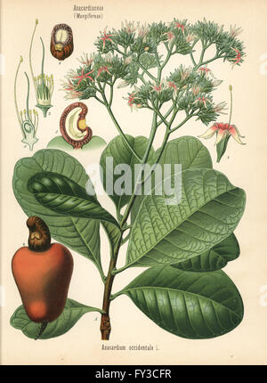 Cashew-Nuss-Baum, Anacardium Occidentale. Farblitho nach eine botanische Illustration von Hermann Adolph Koehler Heilpflanzen, herausgegeben von Gustav Pabst, Köhler, Deutschland, 1887. Stockfoto