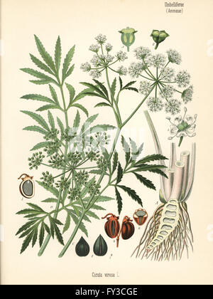 Wasserschierling oder nördlichen Wasser Schierling Cicuta Virosa. Farblitho nach eine botanische Illustration von Hermann Adolph Koehler Heilpflanzen, herausgegeben von Gustav Pabst, Köhler, Deutschland, 1887. Stockfoto