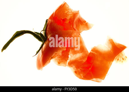 Makro-Topshot der zertrümmerten Tomaten auf weißem Hintergrund Stockfoto