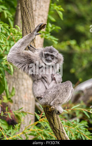 Silbrig Gibbon (Hylobates Moloch) mit einem Neugeborenen. Die silbrige Gibbon zählt zu den am meisten bedrohten Arten. Stockfoto