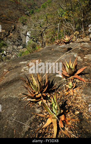 Sukkulenten Pflanzen an den unteren Hängen des Mulanje-Massivs, Malawi Stockfoto