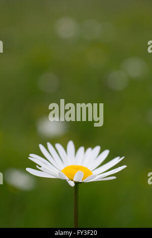 Gänseblümchen auf einer grünen Wiese Stockfoto