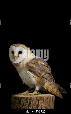 Schleiereule (Tyto Alba) auf schwarzem Hintergrund isoliert Stockfoto