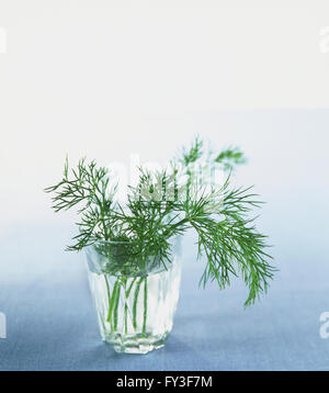 Anethum Graveolens, Dill, frische Blätter Zweige in Glas Becher mit Wasser. Stockfoto