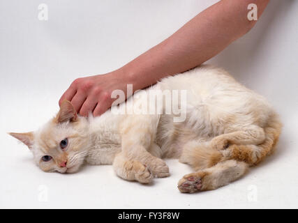 Hand streichelte blass Ingwer Katze am Hals Stockfoto
