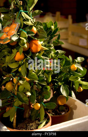 Citrus Reticulata (Mandarine), kleine Bäume in Tontöpfen Stockfoto