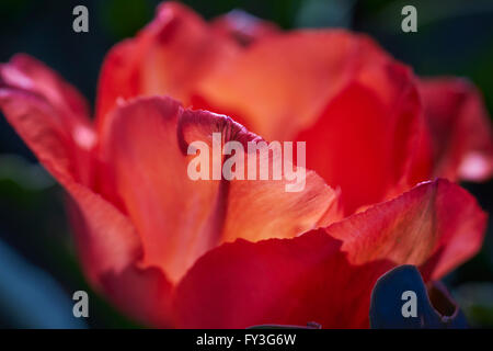 Tulpen in Bloom, Hershey Gärten, Hershey, Pennsylvania, USA Stockfoto