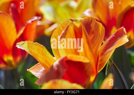 Tulpen in Bloom, Hershey Gärten, Hershey, Pennsylvania, USA Stockfoto