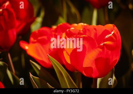 Tulpen in Bloom, Hershey Gärten, Hershey, Pennsylvania, USA Stockfoto