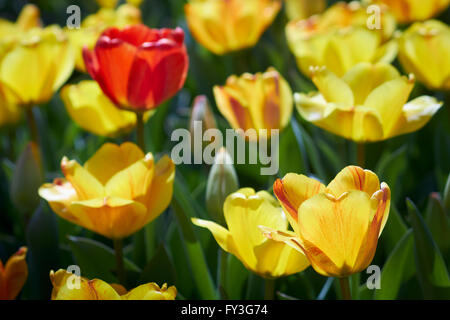 Tulpen in Bloom, Hershey Gärten, Hershey, Pennsylvania, USA Stockfoto