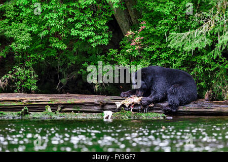 Ein Küsten schwarzer Bär Krallen Chum Salmon vom Fluss, Tongass National Forest in Southeast Alaska.  Schwarzbären abhängig sind Stockfoto