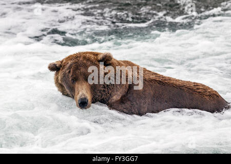 Männlicher Braunbär Jagd laichen Lachse an Brooks Falls, Katmai Nationalpark, Alasja Stockfoto