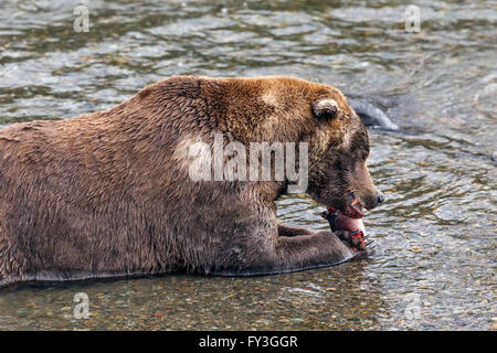 Männliche Braunbären Essen laichen Lachse an Brooks Falls, Katmai Nationalpark, Alasja Stockfoto