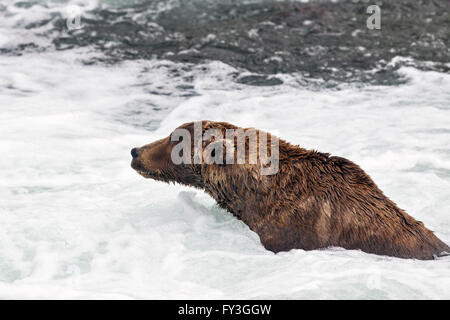 Männlicher Braunbär Jagd laichen Lachse an den Brooks Falls, Katmai Nationalpark, Alaska Stockfoto