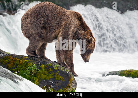 Männlicher Braunbär Jagd laichen Lachse an Brooks Falls, Katmai Nationalpark, Alasja Stockfoto