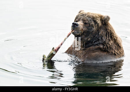 Weibliche Braunbären Schlemmen auf laichen Lachse in Katmai Nationalpark, Alaska Stockfoto