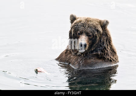 Weibliche Braunbären Schlemmen auf laichen Lachse in Katmai Nationalpark, Alaska Stockfoto