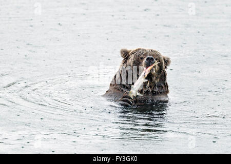 Weibliche Braunbären Schlemmen auf laichen Lachse in Katmai Nationalpark, Alaska Stockfoto