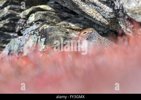 Arktischen Ziesel hoch in den Bergen von Alaska Range. Stockfoto