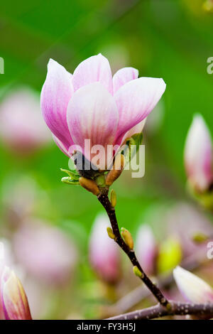 Nahaufnahme von Magnolia Blüte an Blüte im Frühjahr Stockfoto
