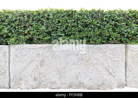 Bonsai in einem Blumentopf auf weißem Hintergrund Stockfoto