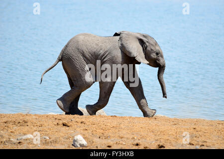 Baby afrikanischer Elefant (Loxodonta Africana) zu Fuß neben Wasserloch von Okaukuejo im Etosha Nationalpark, Namibia Stockfoto