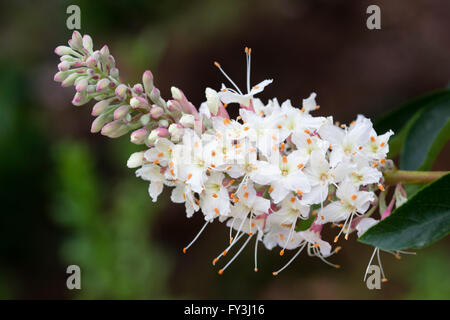 Blumen in die Traversen der California Rosskastanie, Aesculus californica Stockfoto