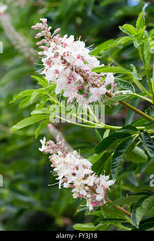 Blumen in die Traversen der California Rosskastanie, Aesculus californica Stockfoto