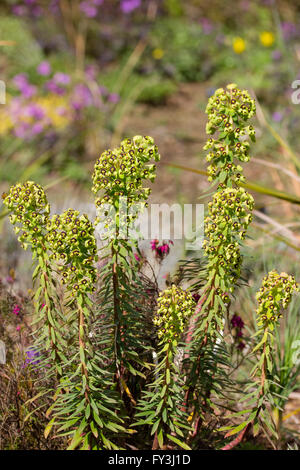 Euphorbia Characias 'Black Pearl' ist eine kompakte, Frühling blühende Wolfsmilch mit prominenten dunkel braun Nektardrüsen Stockfoto