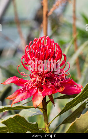 Leuchtenden Blütenstand von Waratah, Telopea Speciosissima, ein immergrüner Strauch aus Süd-Ost-Australien Stockfoto