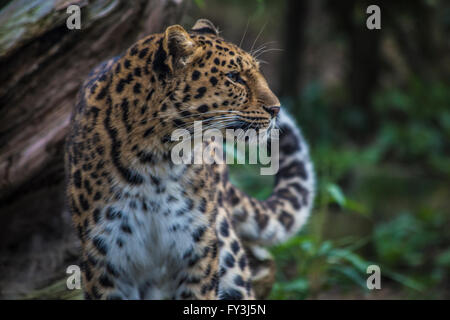 Amur-Leopard (Panthera Pardus Orientalis) auf der Suche nach rechts Stockfoto