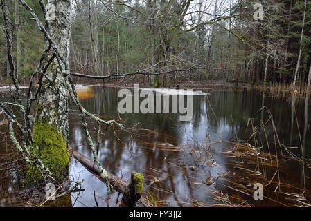 Hochwasser im Wald in Soomaa National Park Stockfoto