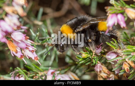Buff-tailed Hummel (Bombus Terrestris) Fütterung auf Heidekraut Blumen Stockfoto