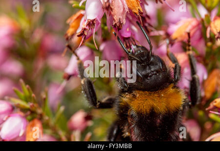 Buff-tailed Hummel (Bombus Terrestris) Fütterung auf Heidekraut Blumen Stockfoto