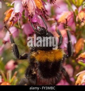 Buff-tailed Hummel (Bombus Terrestris) Fütterung auf Heidekraut Blumen Stockfoto