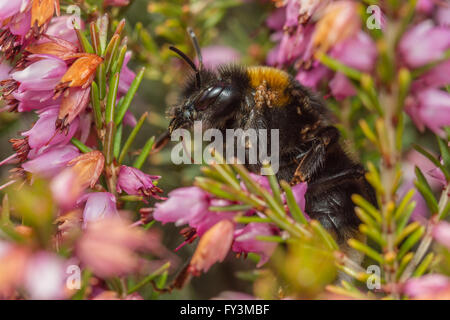 Buff-tailed Hummel (Bombus Terrestris) Fütterung auf Heidekraut Blumen Stockfoto