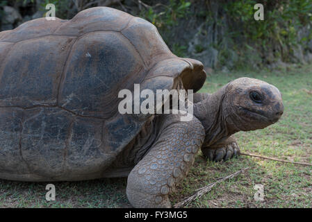 Nahaufnahme des grauen Riesenschildkröte auf Insel Rodrigues Stockfoto