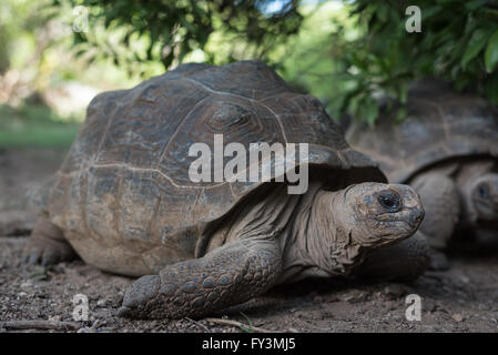 Nahaufnahme des grauen Riesenschildkröte auf Rodrigues Insel im Schatten Stockfoto