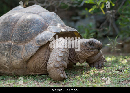 Nahaufnahme des grauen Riesenschildkröte auf Insel Rodrigues Stockfoto