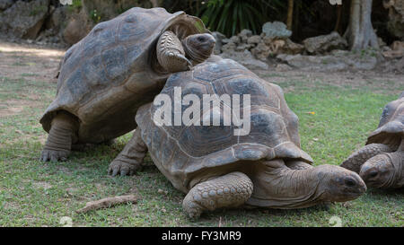 Graue Riesenschildkröte Paarung auf Insel Rodrigues Stockfoto