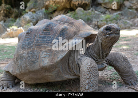 Nahaufnahme des grauen Riesenschildkröte auf Insel Rodrigues Stockfoto