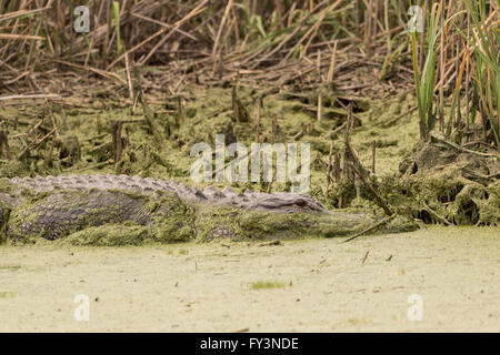 Ein amerikanischer Alligator verbirgt sich im Wasserlinsen entlang einer Wasserstraße in Donnelley Wildlife Management Area, 20. April 2016 im grünen Teich, South Carolina. Die Erhaltung ist Teil des größeren ACE Becken Natur Flüchtlings, eine der größten unbebauten Mündungen entlang der atlantischen Küste der Vereinigten Staaten. Stockfoto