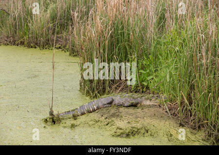 Ein amerikanischer Alligator verbirgt sich im Wasserlinsen entlang einer Wasserstraße in Donnelley Wildlife Management Area, 20. April 2016 im grünen Teich, South Carolina. Die Erhaltung ist Teil des größeren ACE Becken Natur Flüchtlings, eine der größten unbebauten Mündungen entlang der atlantischen Küste der Vereinigten Staaten. Stockfoto