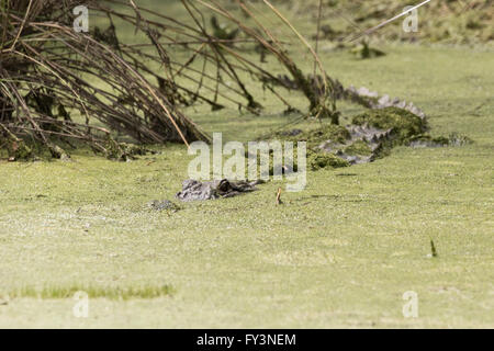 Ein amerikanischer Alligator verbirgt sich im Wasserlinsen entlang einer Wasserstraße in Donnelley Wildlife Management Area, 20. April 2016 im grünen Teich, South Carolina. Die Erhaltung ist Teil des größeren ACE Becken Natur Flüchtlings, eine der größten unbebauten Mündungen entlang der atlantischen Küste der Vereinigten Staaten. Stockfoto